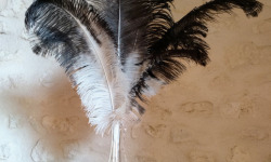 La Ferme Enchantée - Décoration pour table de fête  : 3 plumes d’autruche bicolores