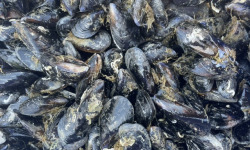 Chez Yoann et Jenny, producteurs d'huîtres de Bouzigues - Moules de corde 3 kg