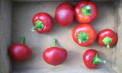 HERBA HUMANA - Piment frais frais Boule de Turquie