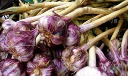 L’Oliveraie du Coudon - AIL VIOLET  1KG