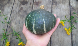 HERBA HUMANA - Courges Doux vert Hokkaido