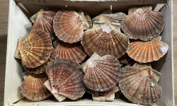 Chalutier La Jajane - Coquilles Saint Jacques entières de la Baie de St Brieuc - 12kg