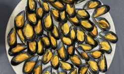 Opale Vivier - Moules de cordes 5kg