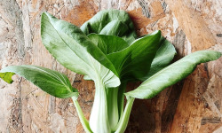 Nature et Saveurs - Ferme Aquaponique et Permacole Astérienne - Chou Chinois Pak Choï Shifu