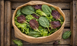 Nature et Saveurs - Ferme Aquaponique et Permacole Astérienne - Grand Mesclun de Pousses – prête à consommer