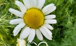 Nature et Saveurs - Ferme Aquaponique et Permacole Astérienne - Camomille Romaine (Fleurs Fraiches)