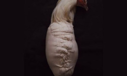 Volailles Morand - Chapon de Bresse AOP effilé roulé