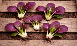 Nature et Saveurs - Ferme Aquaponique et Permacole Astérienne - Mini pak choï sanguin gastronomique