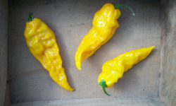 SCEA HERBA HUMANA - Piment frais frais Fatalii - 172g