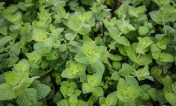 Maison Argentain - Menthe Pomme - 70g