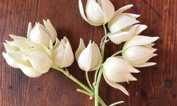 Le Jardin des Antipodes - Fleurs De Yucca