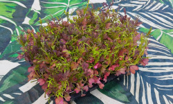 Nature et Saveurs - Ferme Aquaponique et Permacole Astérienne - Micro Pousses de Moutarde Red Frills