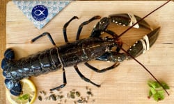 La Criée d'à Côté - Homard Bleu Vivant - 1kg à 1,2kg