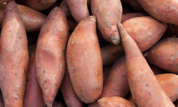 Maréchal Fraicheur - Patate douce - 5 kg