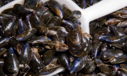 Poissonnerie La Piriacaise - Moules de cordes 3kgs