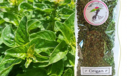 L'Agricueilleur du Suzon - Origan Bio