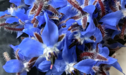 Rébecca les Jolies Fleurs - Fleurs de bourrache