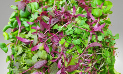 Les Jardins de Champlecy - Salade Box De Micro-pousses - 200g