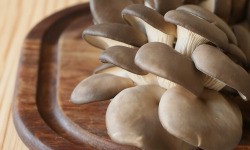 Cham B - Pleurotes Bio Françaises 2kg