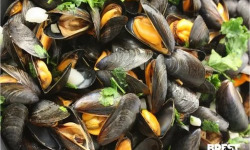 Brest Marée - Moules de Bouchot AOP Baie du Mont St-Michel - 1kg