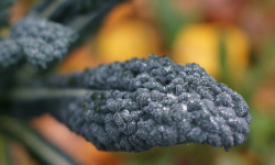 Nature et Saveurs - Ferme Aquaponique et Permacole Astérienne - Chou Kale Toscan - 300g