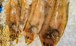 Ocean Frais - Cardine - lot de 1kilo