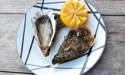 Les Huîtres du Grand Sud - Huîtres du Banc d'Arguin n°1 X 100