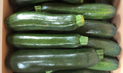 Maison Quéméner - Courgette 1kg