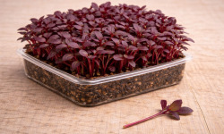 Nature et Saveurs - Ferme Aquaponique et Permacole Astérienne - Micropousses de betterave rouge coupées - 7,5g