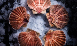 Luximer - Coquilles Saint-Jacques de PLONGÉE - Grosses - 4 kg