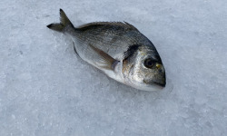 Pêcheur Toni  Micheau - Daurade Royale Sauvage De Méditerranée - Une Pièce De 250g