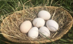 Des Poules et des Vignes à Bourgueil - Œufs de poule race Gournay x6