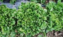 La Boite à Herbes - Salade Scarole - 1 Pièce