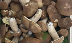 Des Poules et des Vignes à Bourgueil - Cèpes