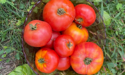 Des Poules et des Vignes à Bourgueil - Tomates d’Anjou ( Melange cœur de bœuf, Crimée et rondes)