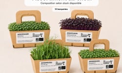 Ma Micropousse culinaire - Micro-pousses Bio – Assortiment au choix – 16 barquettes