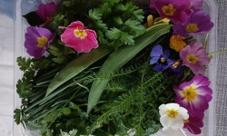 Rébecca les Jolies Fleurs - Herbes fraiches: les aromatiques sauvages de Normandie