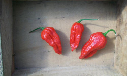 HERBA HUMANA - Piment frais frais Naga Jolokia Red - 60g