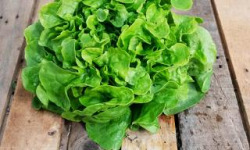 La Boite à Herbes - Feuille De Chêne Verte Bio