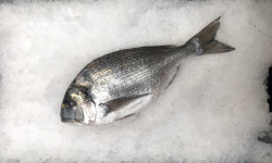 Godaille de l'Armement Cherbourgeois - En Direct du Bateau - Daurade Royale Sauvage - Pièce de 1,8kg