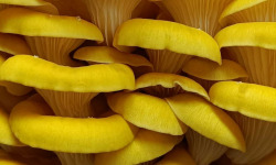 Naturélium - Le pleurote jaune 1,5kg