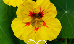 Nature et Saveurs - Ferme Aquaponique et Permacole Astérienne - Capucine comestible — Fleur poivrée aux couleurs du soleil