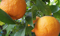 L’Oliveraie du Coudon - ORANGE AMERE 4KG SANS TRAITEMENT