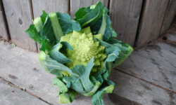 La Boite à Herbes - Chou Romanesco - 1 Pièce