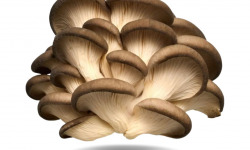 Naturélium - Le pleurote brun 1kg