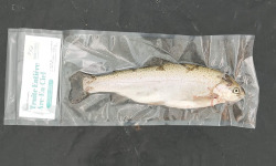 Nature et Saveurs - Ferme Aquaponique et Permacole Astérienne - Truite blanche moyenne aquaponique - 6kg