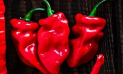 HERBA HUMANA - Piment Cabris - 17g
