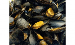 Poissonnerie Paon - Moule de Bouchot FRANCE : Lot de 800g