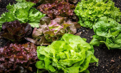 La Boite à Herbes - Lot Salade Feuille De Chêne Rouge Et Salade Feuille De Chêne Vert  Bio