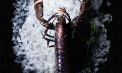 Luximer - Homard Vivant - Pièce De 900g